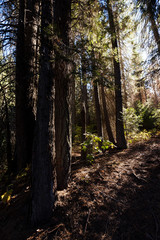 Obraz premium walk thru the trees