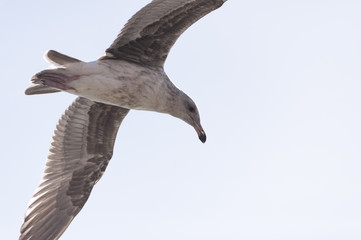 seagull in flight