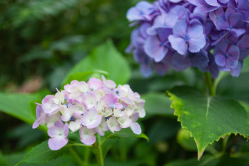 Hydrangea macrophylla in my garden