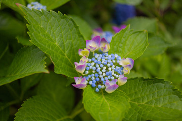 Hydrangea macrophylla in my garden