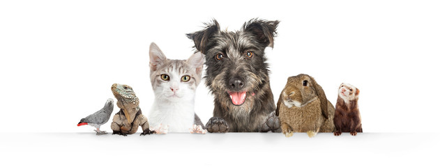 Domestic Pets Hanging Over White Website Banner - Powered by Adobe