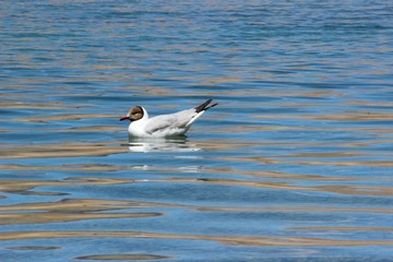 Fototapeta na wymiar Bird in the Lake