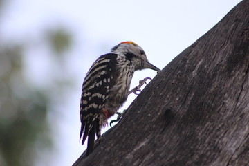 wood pecker hiding from predator 