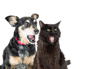 Funny Dog and Cat With Shocked Expressions