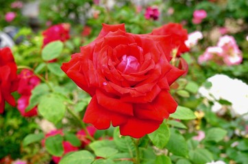 日本の美しいばらの寺