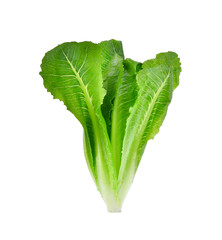 fresh baby cos, green lettuce isolated on white background