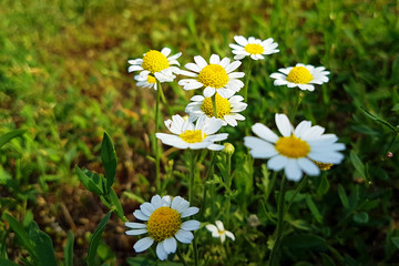 Wildflowers on the rural field lawn. Nature landscape background.