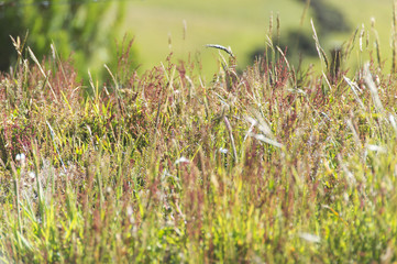 naturaleza del paramo