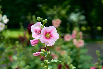 flower mallow in green garden