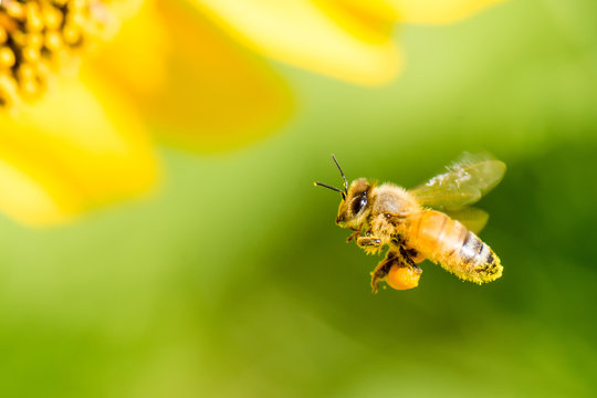 Honey bee flying for collecting pollen and nectar