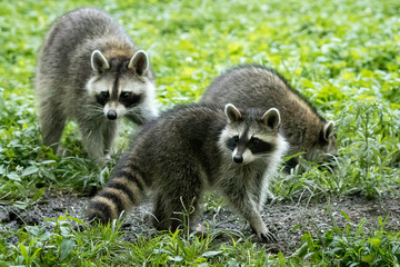 Family of Raccoons © Ronald