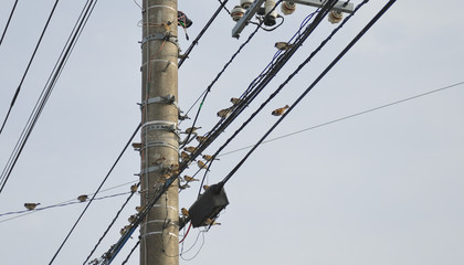 スズメ　電線　素材