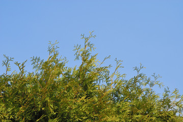 木　葉　空　素材