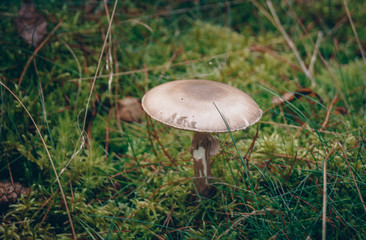 Wild mushroom 