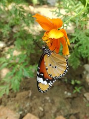 Butterfly farm, Kep town, Cambodia