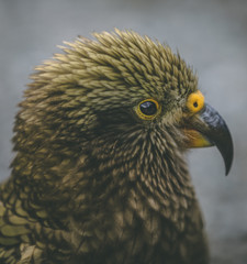 Fototapeta premium New Zealand Kea up close
