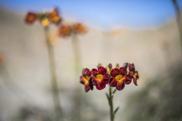 From time to time rain comes to Atacama Desert, when that happens thousands of flowers grow along...