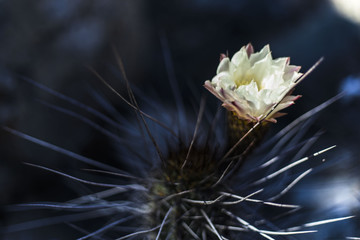 Copiapoa Cactus blooming with a nice white flower during the spring season, Atacama, Chile