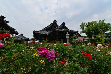 Fototapeta premium 日本の美しいばらの寺