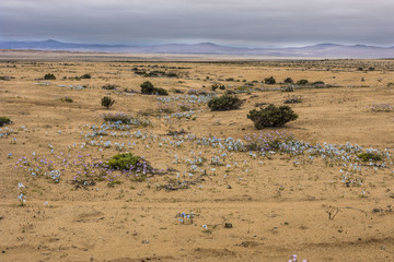 From time to time rain comes to Atacama Desert, when that happens thousands of flowers grow along...