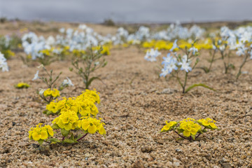 From time to time rain comes to Atacama Desert, when that happens thousands of flowers grow along the desert from seeds that are from hundreds of years ago, amazing the 