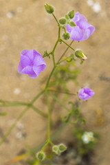 From time to time rain comes to Atacama Desert, when that happens thousands of flowers grow along the desert from seeds that are from hundreds of years ago, amazing the 