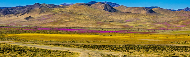 From time to time rain comes to Atacama Desert, when that happens thousands of flowers grow along...