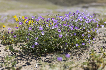From time to time rain comes to Atacama Desert, when that happens thousands of flowers grow along...