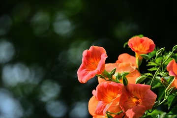 光を浴びて輝くノウゼンカズラの花