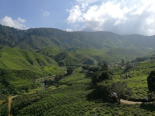 Tea plantation