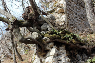 Multiple large and thick tree roots growing out of stone wall ruins towards the sun