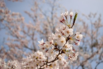桜