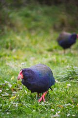 Takahe Wellington