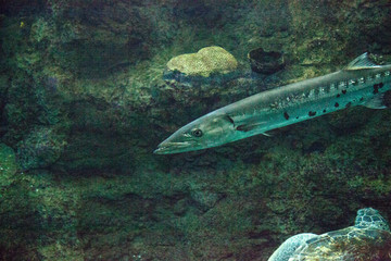Giant Barracuda fish Sphyraena barracuda