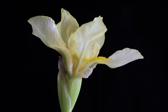 Close-up of Light Yellow Iris Flower