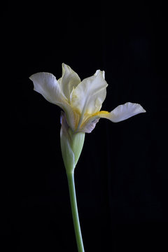 Single Light Yellow Iris Flower
