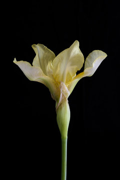 Yellow Iris Flower on Black Background