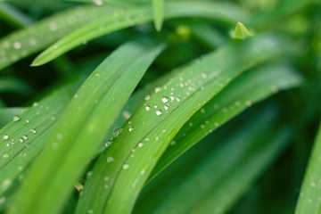 water drops on the green grass, summer greenery background