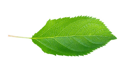 Green apple leaf isolated on white background, clipping path