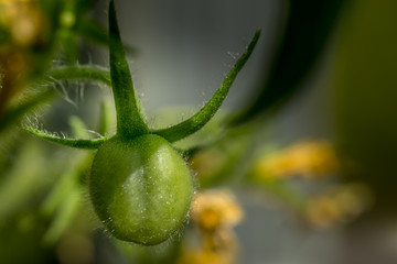 Tomato Plant