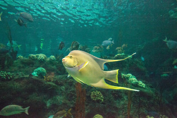 Bermuda blue angelfish Holacanthus bermudensis