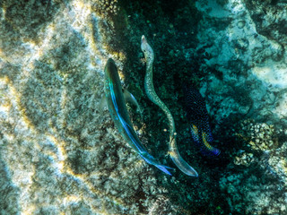 Seychelles Praslin Anse Lazio Underwater eel