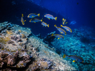 Fototapeta na wymiar Indonesia Bali Tulamben Underwater Plectorhinchus lessonii