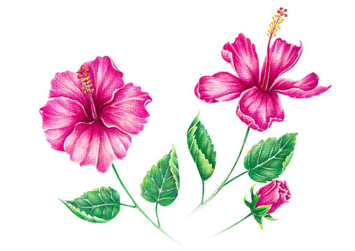 Hibiscus tropical flower isollated on white background, Hand drawn watercolor and colored pencils illustration