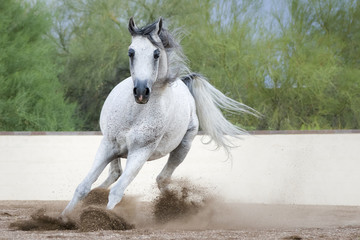 Arabian Horse Galloping