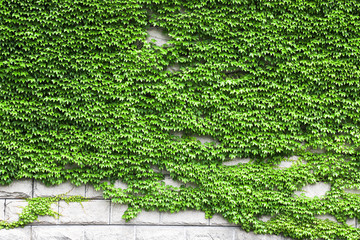 Background with a green ivy vine