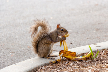 Eastern gray squirrel (Sciurus carolinensis) eating a banana peel - Pembroke Pines, Florida, USA
