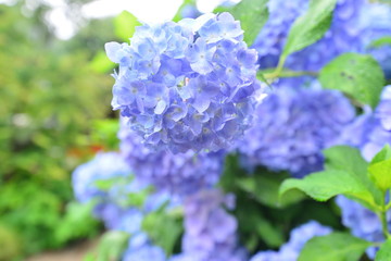 日本の奈良のあじさいの矢田寺
