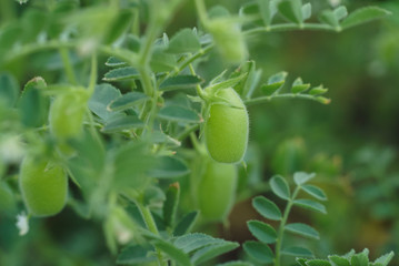 chickpea green field