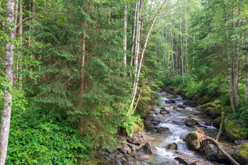 Kleiner Bach im Wald
